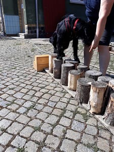 Schwarzer Hund auf Holzgerät