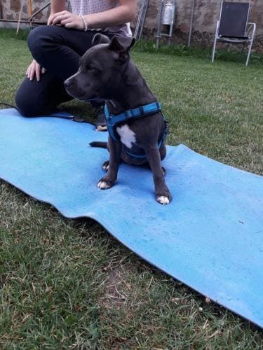 aufmerksamer Welpe auf seiner Decke