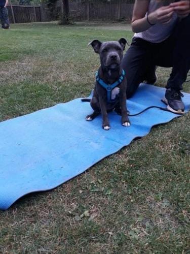 aufmerksamer Welpe auf seiner Decke