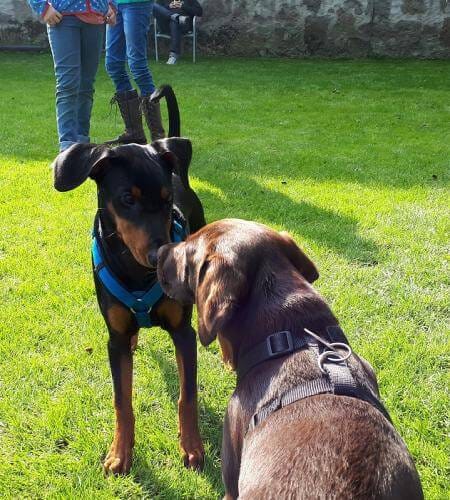 2 Welpen beschnüffeln sich