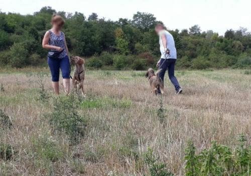 Hunde gehen aneinander vorbei