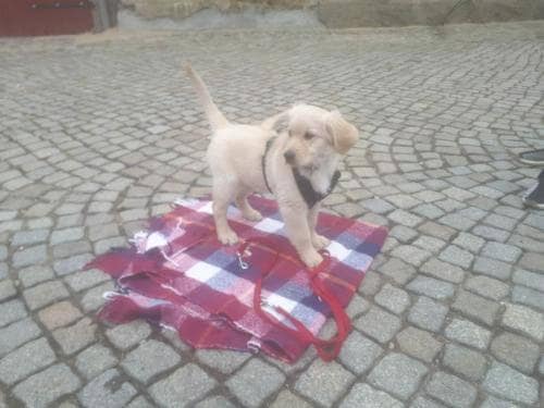 aufmerksamer Welpe auf seiner Decke