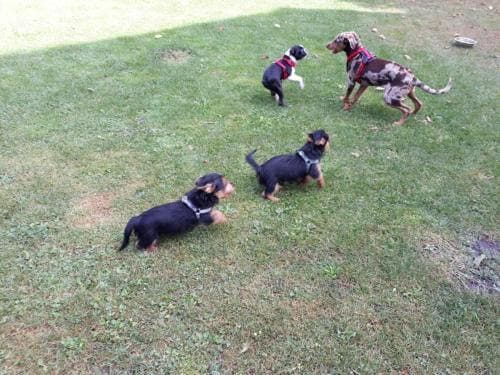 viele Welpen am spielen