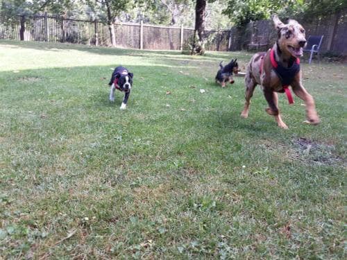 viele Welpen am spielen