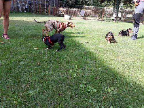 viele Welpen am spielen