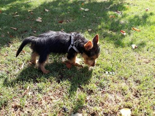 Welpe am schnüffeln