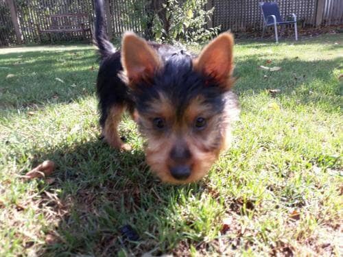 Welpe schaut in Kamera auf Wiese