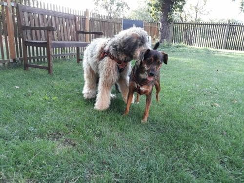 2 Hunde beschnüffeln sich 