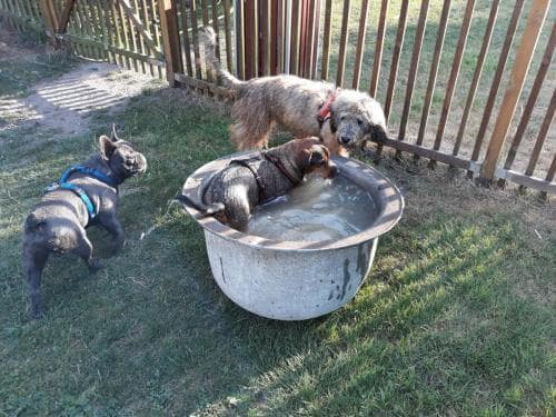 Begegnung mehrere Hunde am Trinkeimer