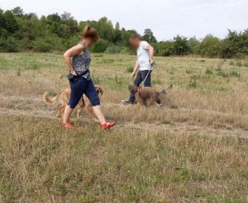 Hunde gehen aneinander vorbei