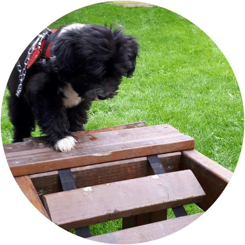 Foto Welpentraining Hund auf Gerät Dashboard Bild