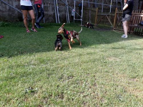 viele Welpen am spielen