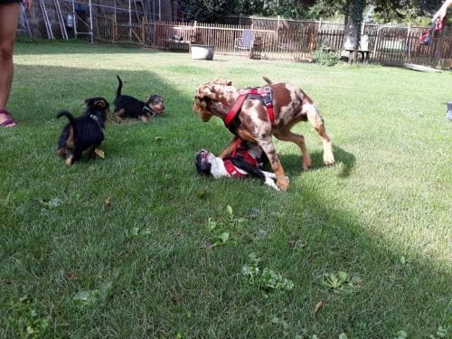 viele Welpen am spielen