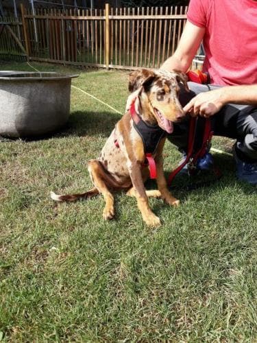 Welpe fertig nach Spielen