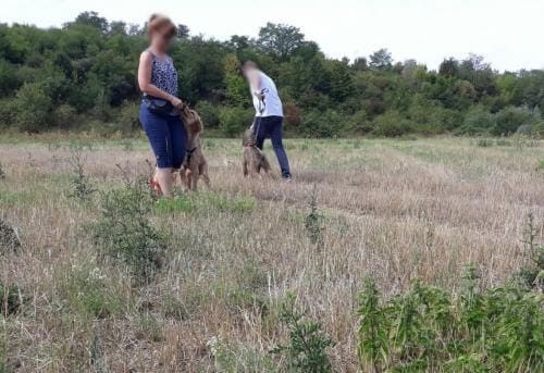 Hunde gehen aneinander vorbei