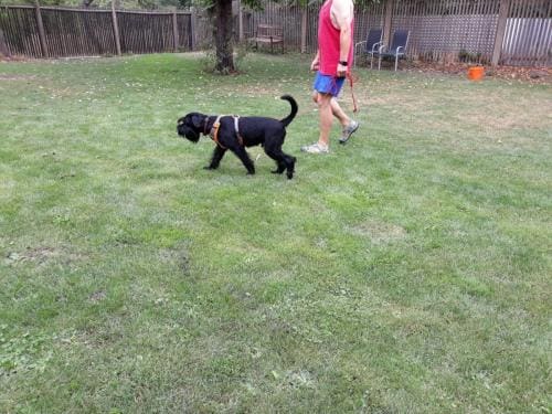 Leinenführigkeit_02