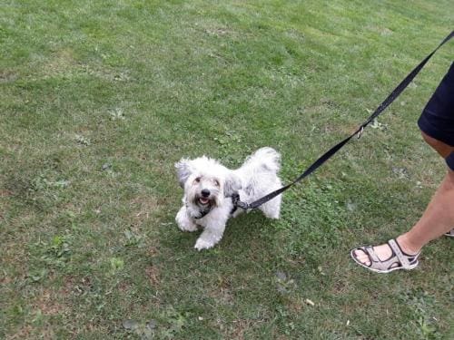 Weißer Hund an der Leine für Leinenführigkeit