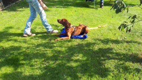 Hundetraining Hundetrainer positive Verstärkung