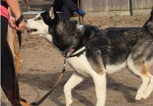 Hundeschule Erziehung