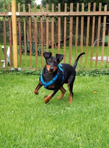 Welpe Nahaufnahme am spielen