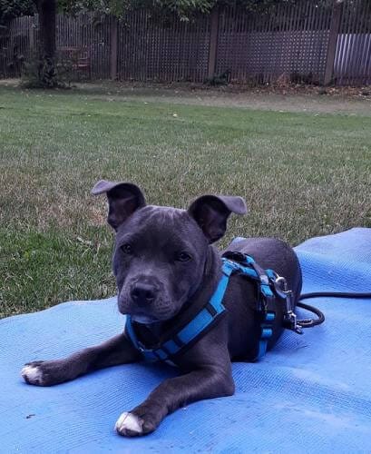 aufmerksamer Welpe auf seiner Decke